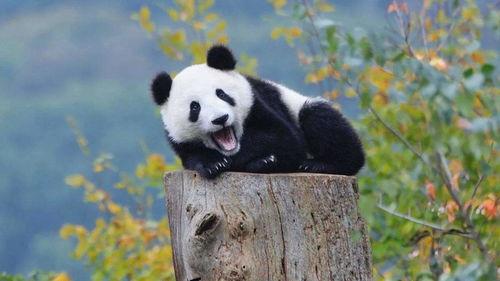 娱乐吃瓜酱大熊猫